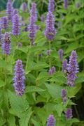 Giant blue hyssop